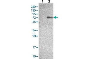 Western blot analysis of Lane 1: Negative control (vector only transfected HEK293T lysate), Lane 2: Over-expression Lysate (Co-expressed with a C-terminal myc-DDK tag (~3. (Zinc Finger Protein 354B (ZNF354B) Antikörper)