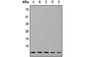 Western blot analysis of RPL37 expression in HeLa (A), MCF7 (B), Raw264. (RPL37 Antikörper  (Center))