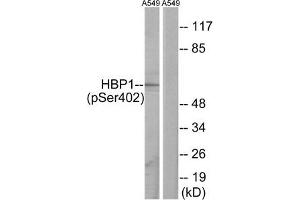 Western blot analysis of extracts from A549 cells, treated with PMA (125 ng/mL, 30 mins), using HBP1 (Phospho-Ser402) antibody. (HBP1 Antikörper  (pSer402))