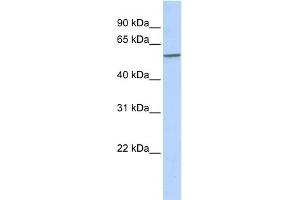 WB Suggested Anti-SPAG8 Antibody Titration: 0. (SPAG8 Antikörper  (N-Term))