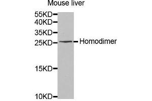 Western Blotting (WB) image for anti-Interleukin 8 (IL8) (AA 21-99) antibody (ABIN6219634) (IL-8 Antikörper  (AA 21-99))