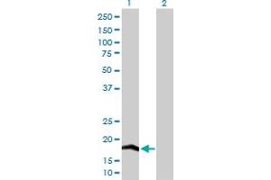 Western Blotting (WB) image for anti-Cytochrome C Oxidase Subunit IV Isoform 2 (Lung) (COX4I2) (AA 1-171) antibody (ABIN529756)