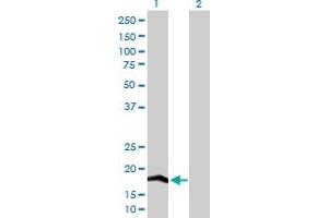 Western Blot analysis of COX4I2 expression in transfected 293T cell line by COX4I2 MaxPab polyclonal antibody.