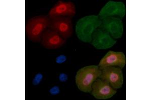 SFPQ Mouse Monoclonal Antibody staining Hela cells by IF/ICC.