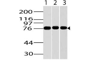 Image no. 1 for anti-Inhibitor of kappa Light Polypeptide Gene Enhancer in B-Cells, Kinase epsilon (IKBKE) (AA 2-203) antibody (ABIN5027294)