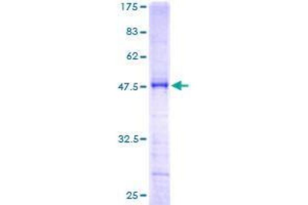 SCAND1 Protein (AA 1-179) (GST tag)