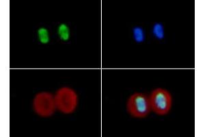 Immunofluorescence of Rabbit Anti-Histone H4 [ac Lys16] Antibody. (Histone H4 Antikörper  (acLys16))