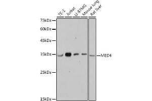 Western blot analysis of extracts of various cell lines, using MED4 antibody (ABIN7268445) at 1:1000 dilution. (MED4 Antikörper)