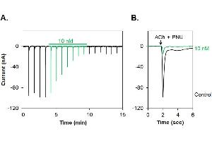 α-Bungarotoxin-ATTO Fluor-647N inhibits α7 nAChR heterologously expressed in Xenopus oocytes.