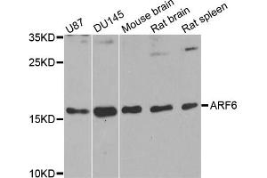 Western blot analysis of extracts of various cell lines, using ARF6 antibody (ABIN1871073) at 1:1000 dilution. (ARF6 Antikörper)
