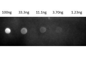 Dot Blot results of Goat Fab Anti-Rat IgG Antibody Rhodamine Conjugate. (Ziege anti-Ratte IgG (Heavy & Light Chain) Antikörper (TRITC) - Preadsorbed)