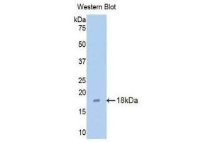 Western Blotting (WB) image for anti-Claudin 3 (CLDN3) (AA 30-159) antibody (ABIN1176417) (Claudin 3 Antikörper  (AA 30-159))