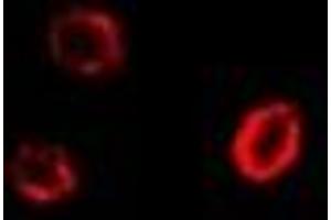 Immunofluorescent analysis of GPI staining in U2OS cells.
