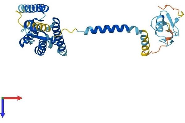 PEX2 Protein (AA 1-305) (His tag)