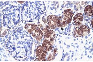 Human kidney; Rabbit Anti-SOX18 Antibody. (SOX18 Antikörper  (Middle Region))