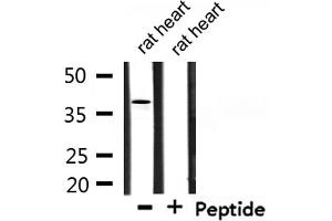 Western blot analysis of extracts from rat heart, using TEF Antibody.