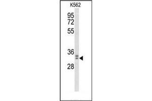 Western blot analysis of MORG1 Antibody (Center) in K562 cell line lysates (35ug/lane).