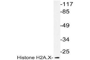 Western blot (WB) analyzes of Histone H2A. (H2AFX Antikörper)
