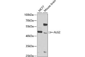 Western blot analysis of extracts of various cell lines, using  antibody (ABIN6131238, ABIN6136792, ABIN6136793 and ABIN6223816) at 1:1000 dilution. (ALG2 Antikörper  (AA 197-416))