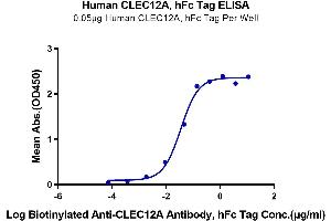 Immobilized Human CLEC12A, hFc Tag at 0.