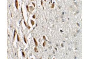 Immunohistochemistry of TSHZ3 in mouse brain tissue with TSHZ3 / ZNF537 Antibody at 2. (TSHZ3 Antikörper  (N-Term))