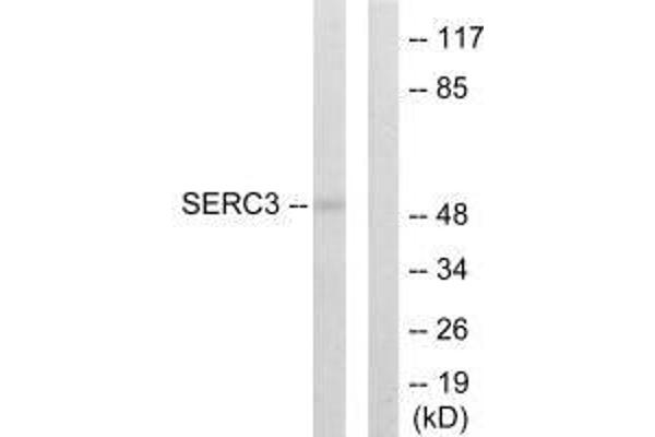 SERINC3 Antikörper  (C-Term)