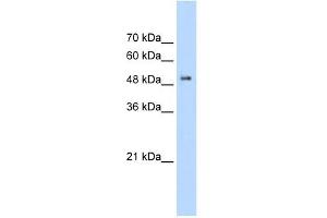 Western Blotting (WB) image for anti-Protein Kinase C and Casein Kinase Substrate in Neurons 1 (PACSIN1) (C-Term) antibody (ABIN926041)