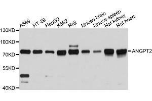 Western blot analysis of extracts of various cell lines, using ANGPT2 antibody. (Angiopoietin 2 Antikörper)