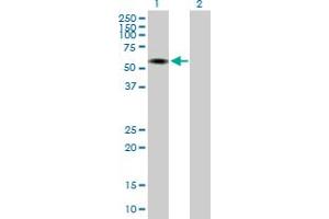 Western Blot analysis of INTS12 expression in transfected 293T cell line by INTS12 MaxPab polyclonal antibody.