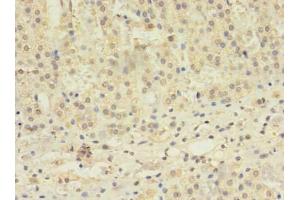 Immunohistochemistry of paraffin-embedded human adrenal gland tissue using ABIN7171610 at dilution of 1:100 (TBC1D2 Antikörper  (AA 1-237))