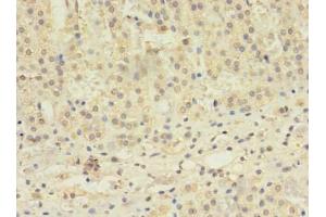 Immunohistochemistry of paraffin-embedded human adrenal gland tissue using ABIN7171610 at dilution of 1:100 (TBC1D2 Antikörper  (AA 1-237))