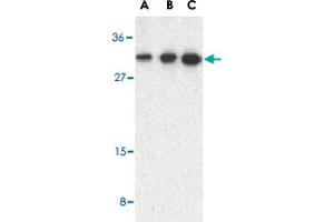 Western blot analysis of STRADB in human heart lysate with STRADB polyclonal antibody  at 0. (STRADB Antikörper  (C-Term))