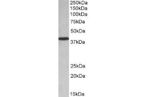 ABIN571268 (0. (PCBP1 Antikörper  (AA 234-247))