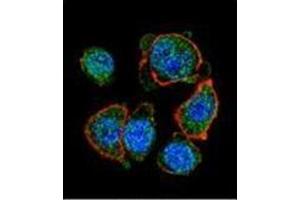 Confocal immunofluorescent analysis of  MITF Antibody (N-term) Cat. (MITF Antikörper  (N-Term))
