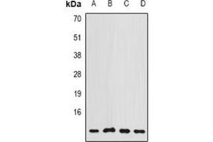 Western blot analysis of COX7A2L expression in MCF7 (A), A549 (B), Hela (C), mouse brain (D) whole cell lysates. (COX7A2L Antikörper)
