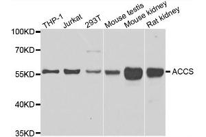 Western blot analysis of extracts of various cell lines, using ACCS antibody.