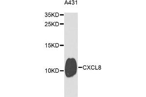 Western blot analysis of extracts of A-431 cells, using CXCL8 antibody (ABIN3172524) at 1/1000 dilution. (IL-8 Antikörper)