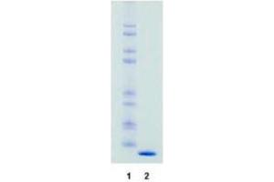 Western Blotting (WB) image for Streptavidin protein (ABIN964535)