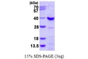 SDS-PAGE (SDS) image for Charged Multivesicular Body Protein 4A (CHMP4A) (AA 1-265) protein (His tag) (ABIN667654)