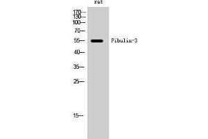 Western Blotting (WB) image for anti-Fibulin 3 (FBLN3) (Internal Region) antibody (ABIN3184621)