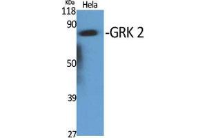 Western Blot (WB) analysis of specific cells using GRK 2 Polyclonal Antibody.