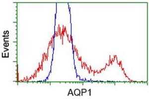 HEK293T cells transfected with either RC205304 overexpress plasmid (Red) or empty vector control plasmid (Blue) were immunostained by anti-AQP1 antibody (ABIN2454185), and then analyzed by flow cytometry. (Aquaporin 1 Antikörper)