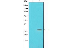 Western blot analysis on NIH-3T3 cell lysate using PDGFB Antibody,The lane on the left is treated with the antigen-specific peptide. (PDGFB Antikörper  (N-Term))