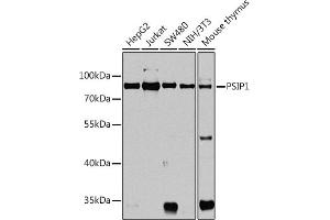Western blot analysis of extracts of various cell lines, using PSIP1 antibody  at 1:1000 dilution. (PSIP1 Antikörper  (AA 301-530))