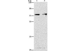 Western blot analysis of Hela and hepG2 cell, using INTS10 Polyclonal Antibody at dilution of 1:475 (INTS10 Antikörper)