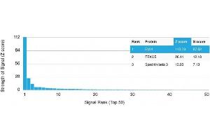 Analysis of Protein Array containing more than 19,000 full-length human proteins using EMI1 Mouse Monoclonal Antibody (EMI1/1176). (FBXO5 Antikörper  (AA 1-250))