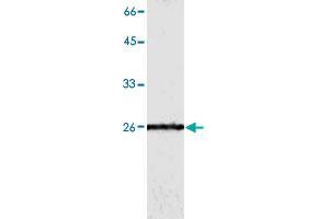 Western blot analysis of HepG2 whole cell lystae with GSTO1 monoclonal antibody, clone 2  at 1:500 dilution. (GSTO1 Antikörper)