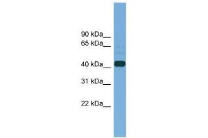 PLAT antibody used at 1 ug/ml to detect target protein. (PLAT Antikörper  (Middle Region))