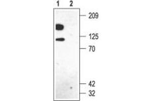 Western blot analysis of rat brain membranes:1.