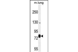 Western blot analysis in mouse lung tissue lysates (35ug/lane). (EXOC8 Antikörper  (AA 360-389))